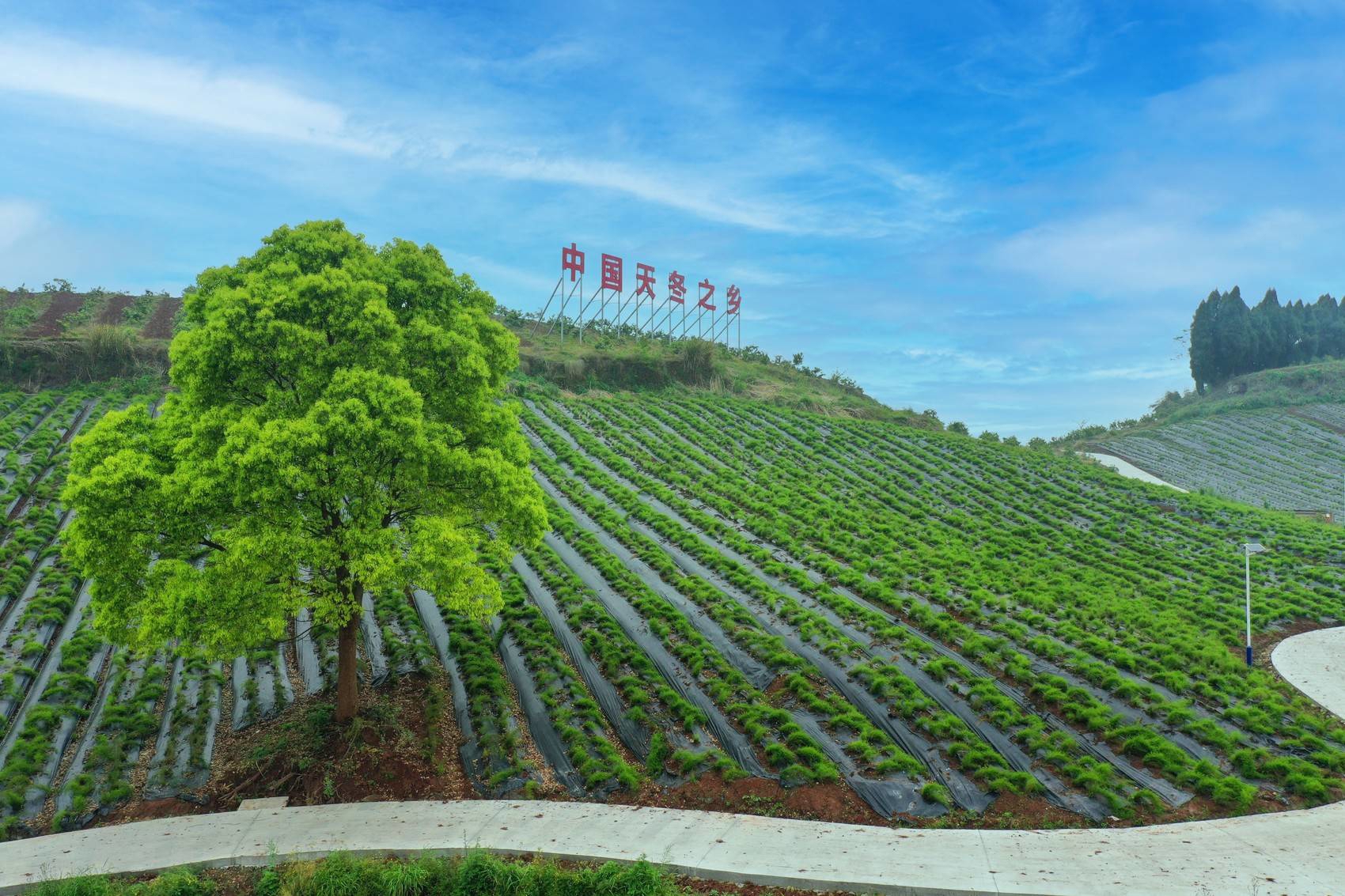 首批建設(shè)10個(gè)中醫(yī)藥強(qiáng)縣，今年四川中醫(yī)藥工作重點(diǎn)做這些事
